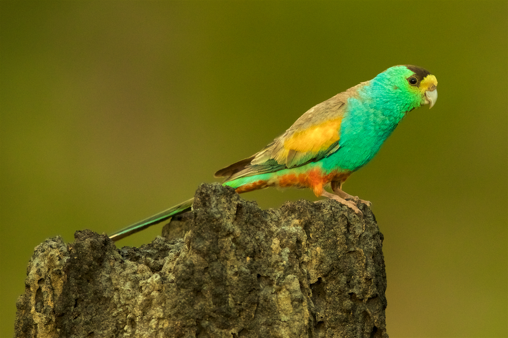 Golden-shouldered Parrot (Psephotellus chrysopterygius) male perched on termite mound containing his nest cavity.