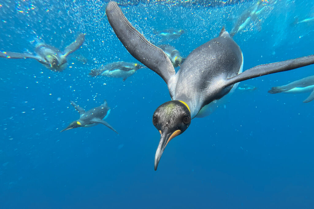 King Penguin (Aptenodytes patagonicus) swimming underwater. Macquarie Island, Subantarctic Island of Australia