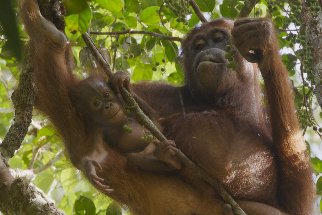 Adult female Bornean Orangutan (Pongo pygmaeus wurmbii) with baby approximately 9 months old.