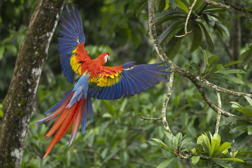 Scarlet Macaw (Ara macao cyanoptera) the Mesoamerican subspecies, endangered in Mexico, comes in for a landing in the rainforest of the Lacandon Jungle, in the Montes Azules Biosphere Reserve.  Chiapas, Mexico.